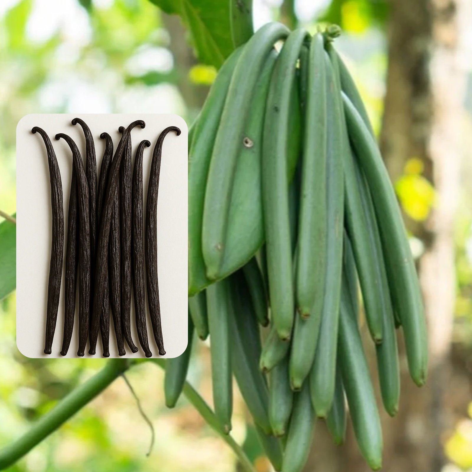Vanilla Planifolia pods on vine